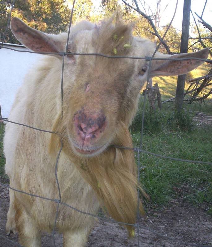 Buck has a new "do" - Goats