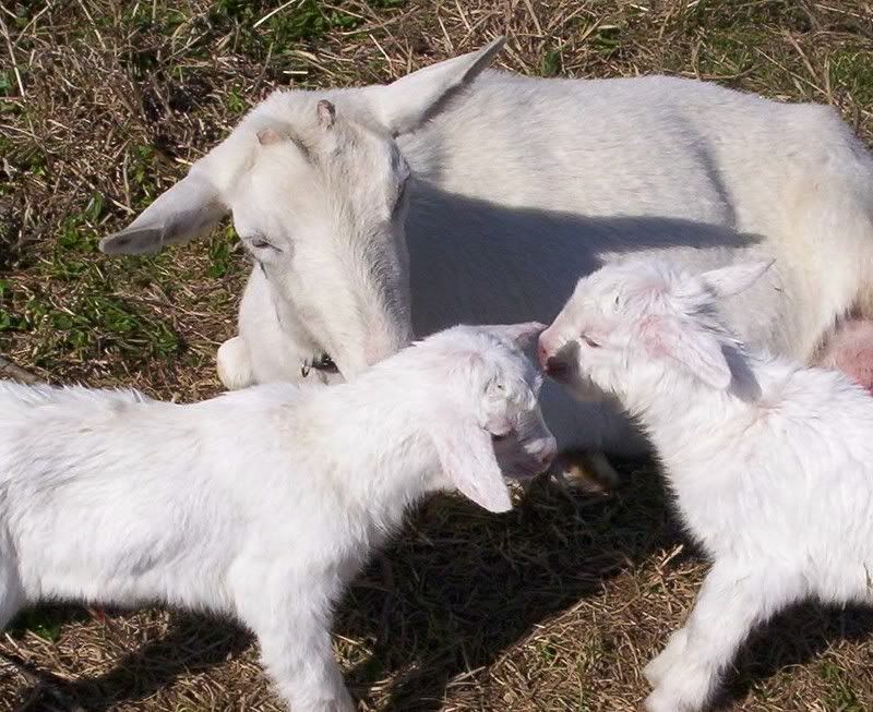 A word for all you new goat parents - Goats