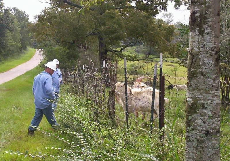 Goats and the Power Company - Goats