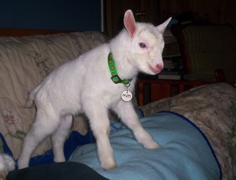 Saanan Bucking for Sale - Goats