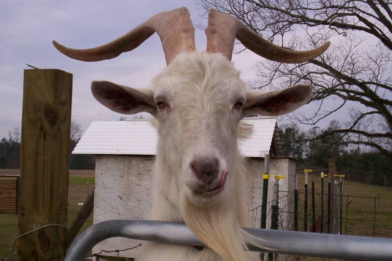 a pic of my birthday present - Goats