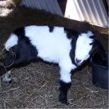 More New Babies (lots of pictures) - Goats