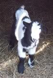 More New Babies (lots of pictures) - Goats