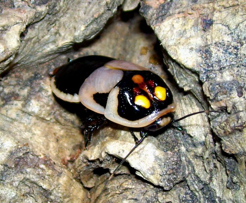 ULTRA RARE: Glow Spot Roach