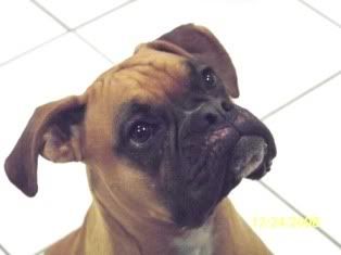 Chapped lips? - Boxer Forum : Boxer Breed Dog Forums