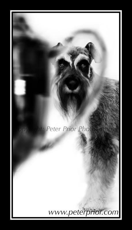 Peter Prior Photography,Dog Photography,Crufts,Miniature Schnauzer,Art Visage,Pet Photography