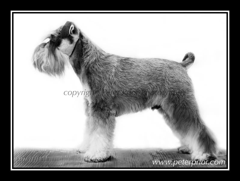 Peter Prior Photography,Dog Photography,Crufts,Miniature Schnauzer,Art Visage,Pet Photography