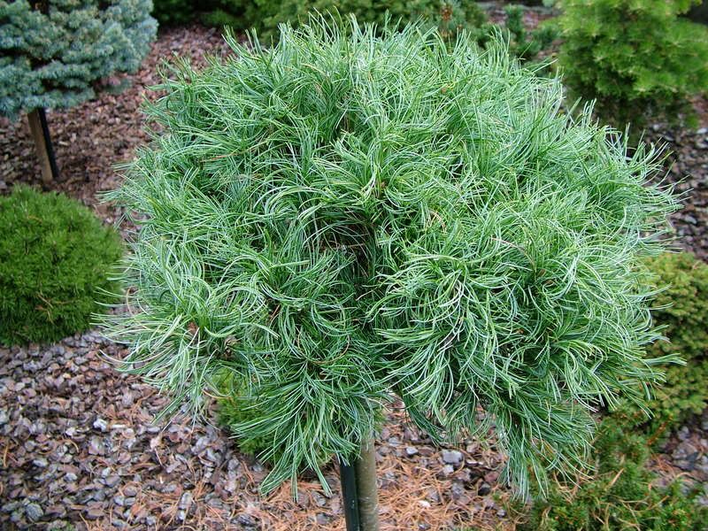 PinusstrobusGreenCurlssynGreenTwist.jpg Pinus strobus Green Curls syn. Green Twist image by stephengrubb