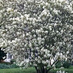 Amelanchier20canadensis.jpg