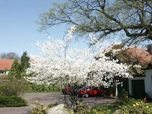 amelanchier_lamarckii.jpg