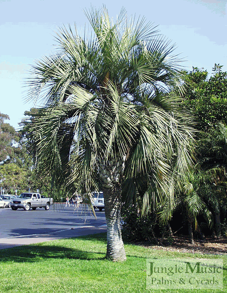 butia_capitata_005.gif