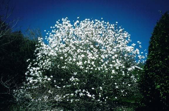 magnoliaxloebnerimerril.jpg