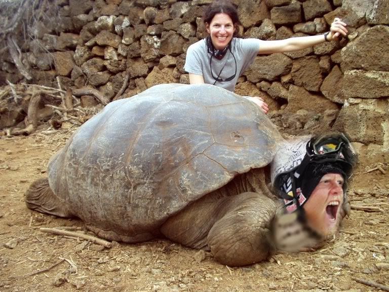 tortoise-lori-big.jpg