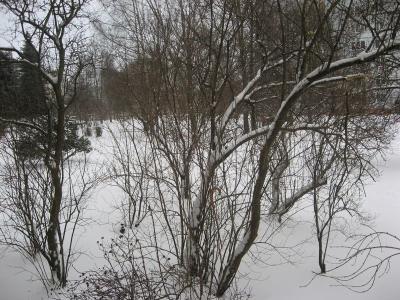 [Image: IMG_0617.jpg]