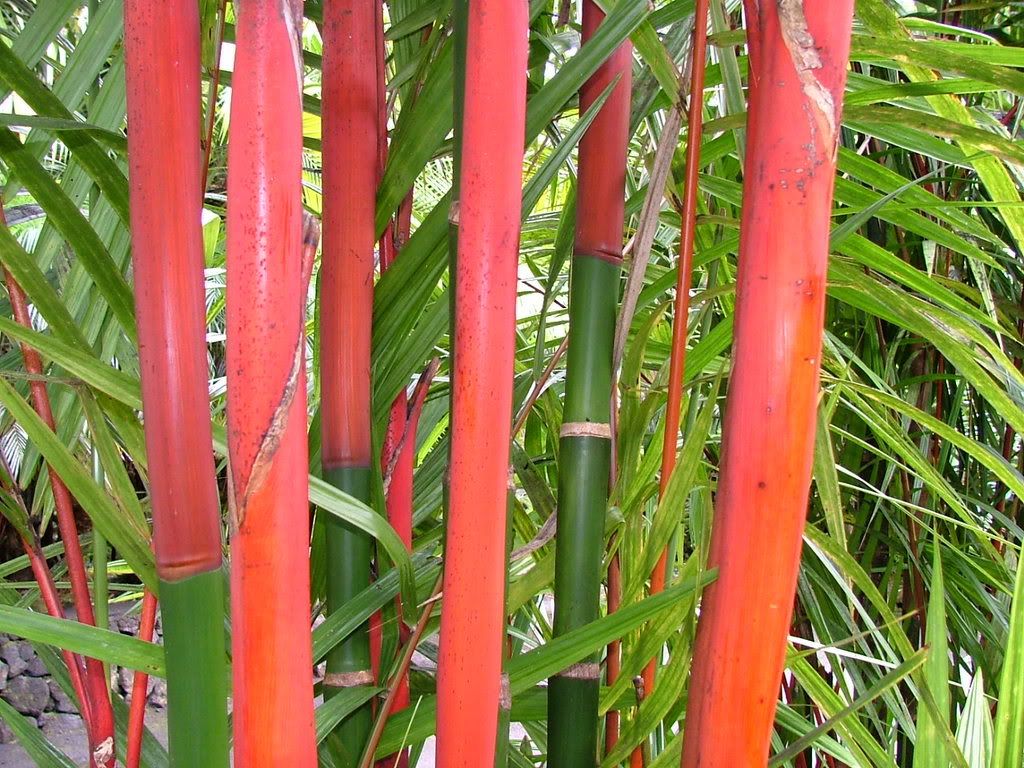 CONTEST HAS ENDEDWINNER DECLARED DISCUSSING PALM TREES WORLDWIDE