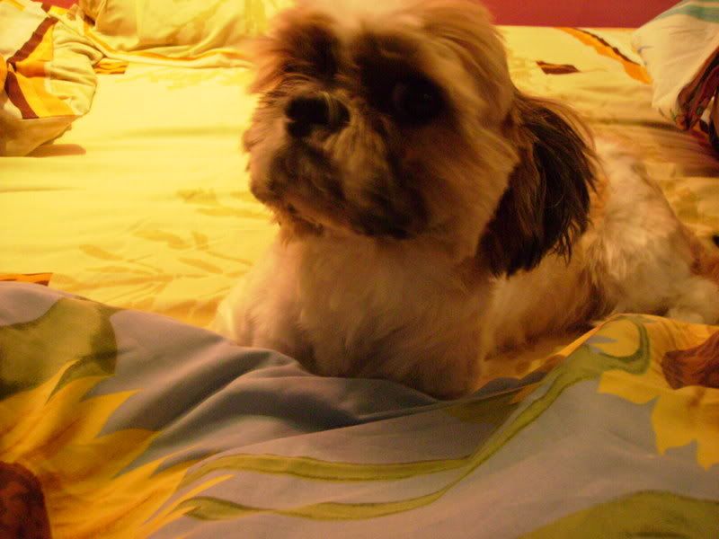 Photo Sharing and Video Hosting at Photobucket