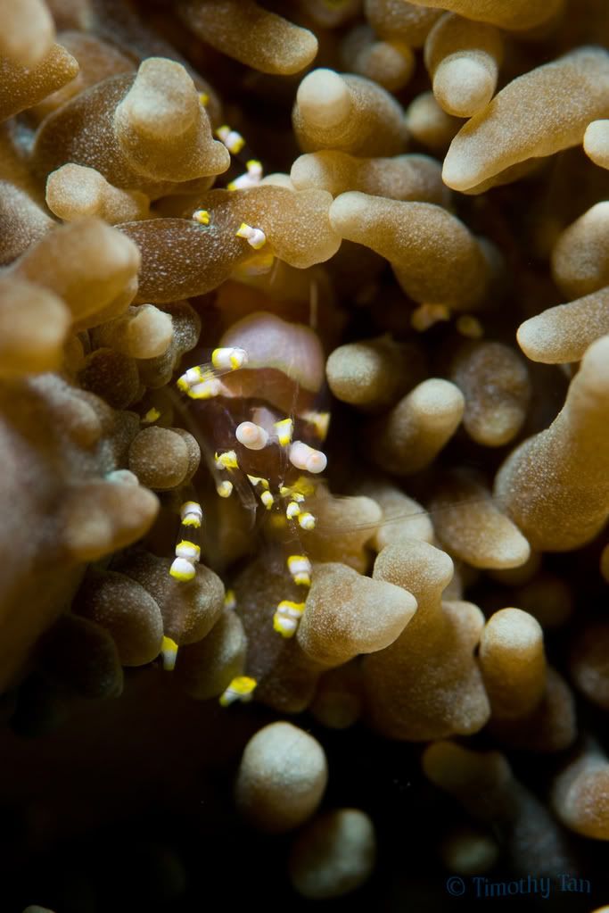 anemoneshrimp5.jpg