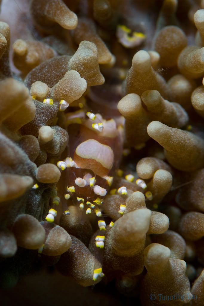 anemoneshrimp6.jpg