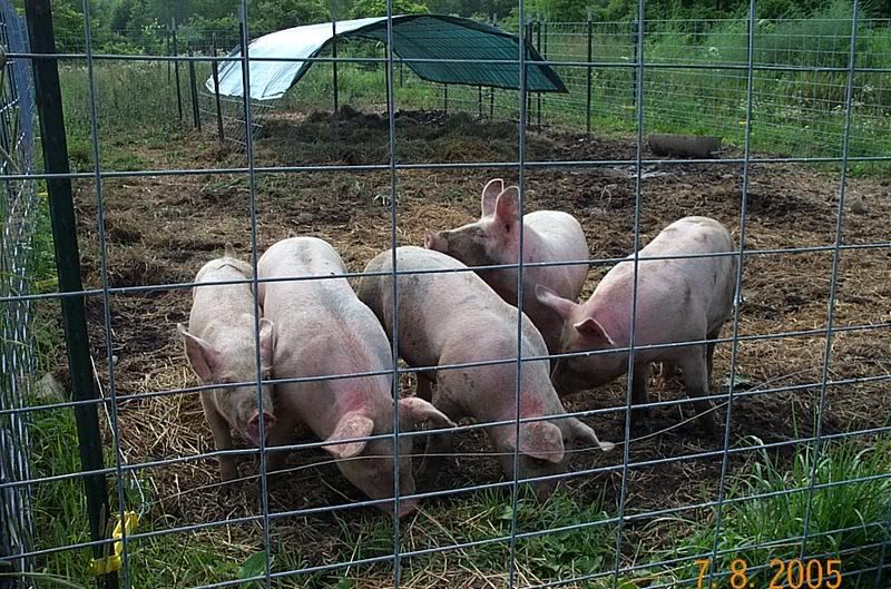 help with pig shelter - Homesteading Questions