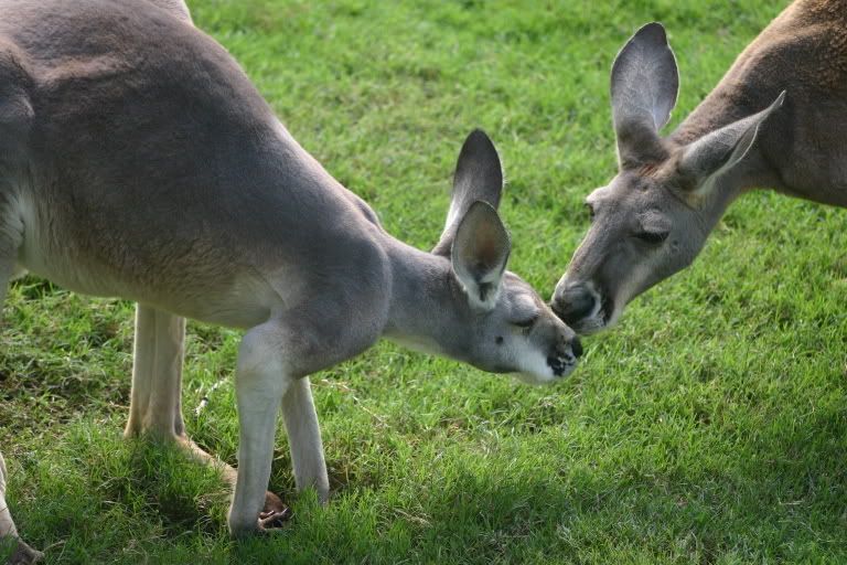 kissing kangaroos photo: I found some kissing kangaroos too!! IMG_3754.jpg