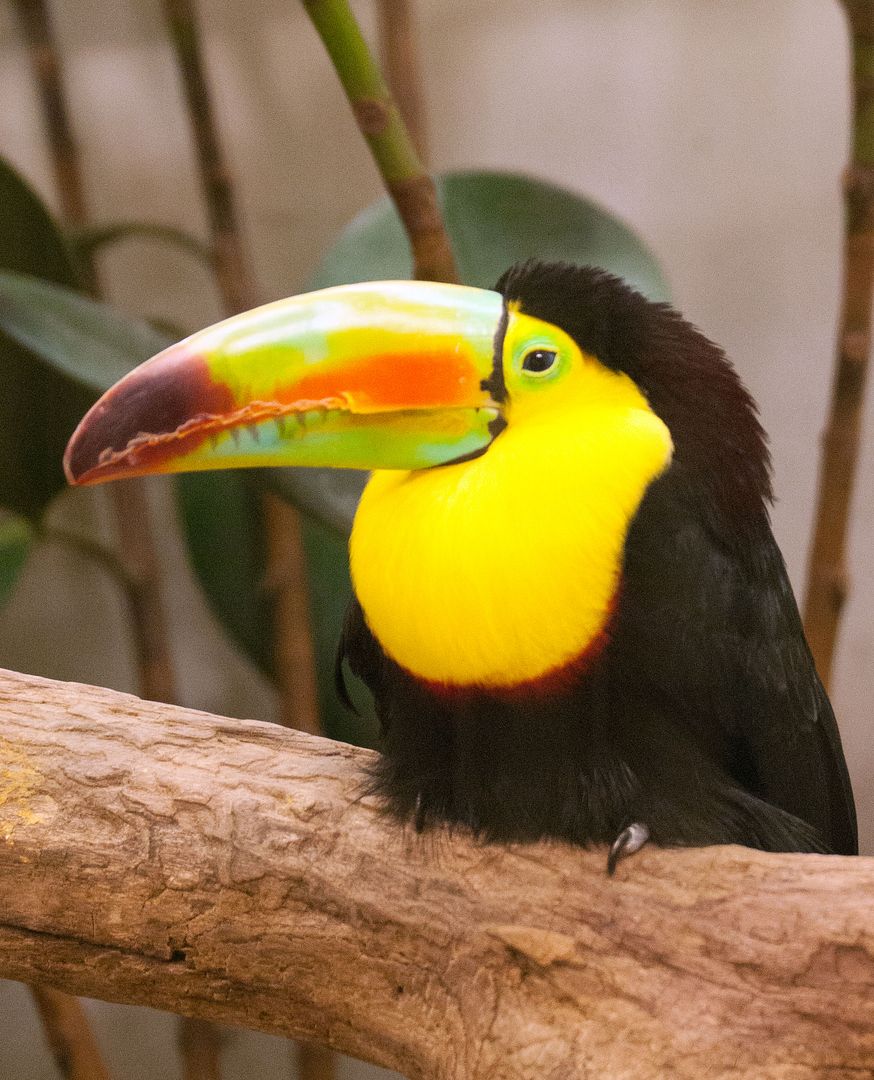 http://i98.photobucket.com/albums/l277/SteveMRose/Birds/Toucan-1_zps309d3d27.jpg