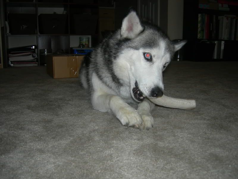 Dog Crack Puppy Forum and Dog Forums