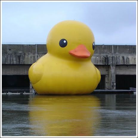 big rubber duck photo: big rubber duck big-rubber-ducky.jpg