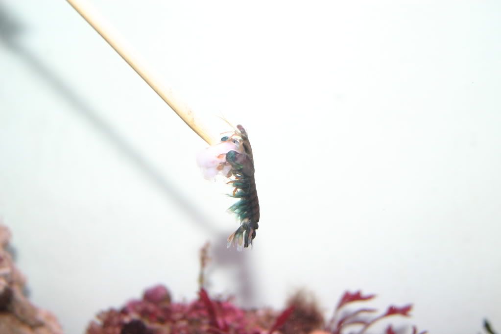 IMG 0090 - Mantis Shrimp Pic 1