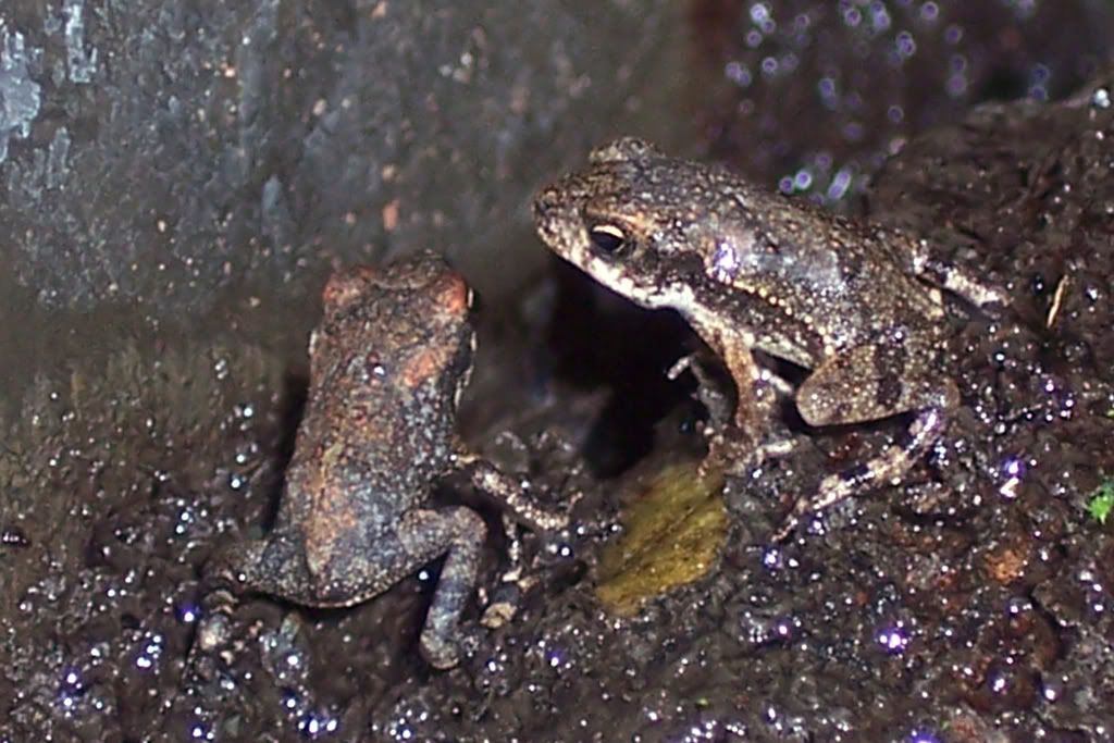 Texas Frogs/toads? | Dendroboard