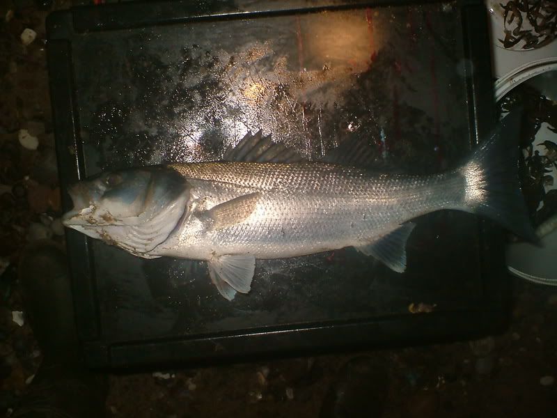 holdernessbass011.jpg