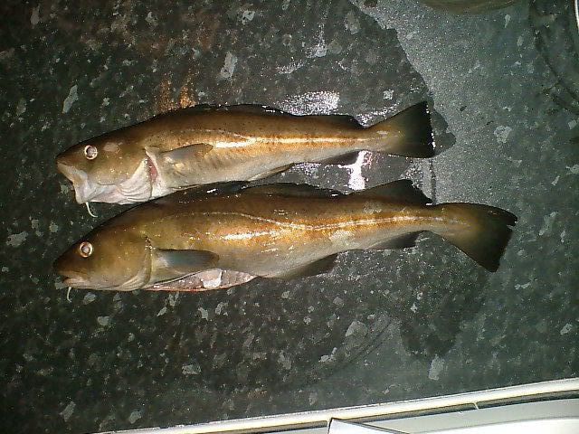 tynemouthfish002.jpg