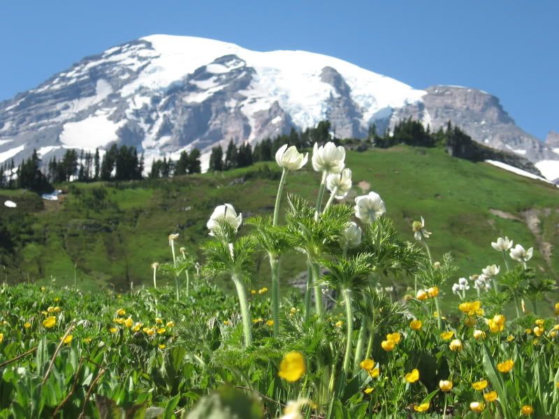 Pasque Flowers at Paradise, Mount Rainier National Park
