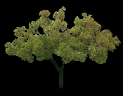 tree175pale.png