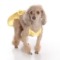 yellow_polka_dot_hulahound_bikini.jpg style image by bim2_banget