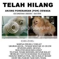 21++ Jenis anjing telinga berdiri ideas in 2021 