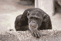 02ea3.gif