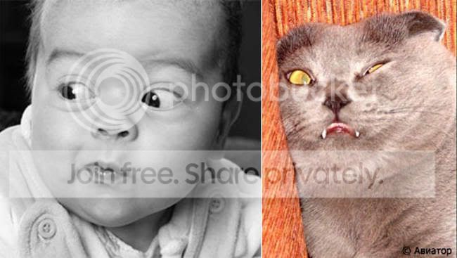 9852similarities004vj5.jpg