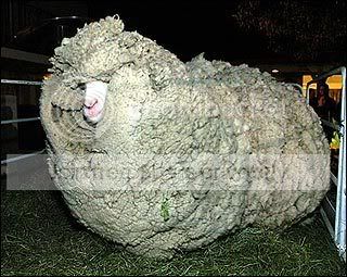 big-sheep.jpg