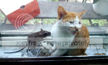 cat2fx0.jpg