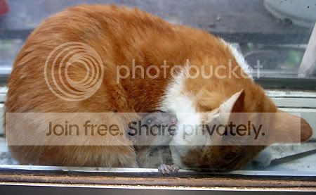 cat6wh1.jpg