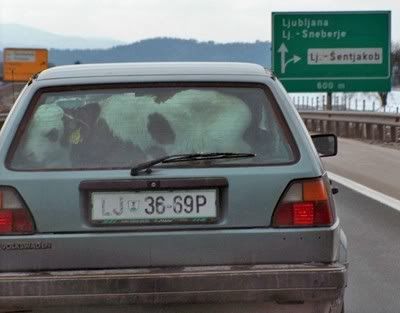 cattle-transportation.jpg
