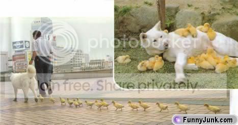 ducky_mother.jpg