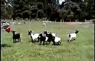 faintinggoats.gif