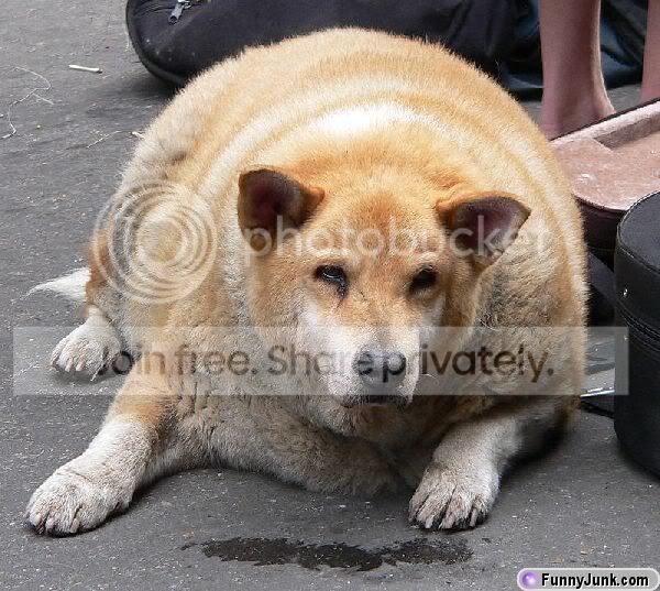 fatdogisfat.jpg