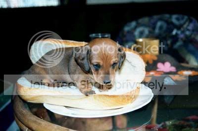 hot-dog.jpg