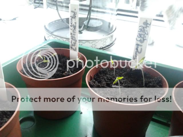 kiemplantjes.jpg